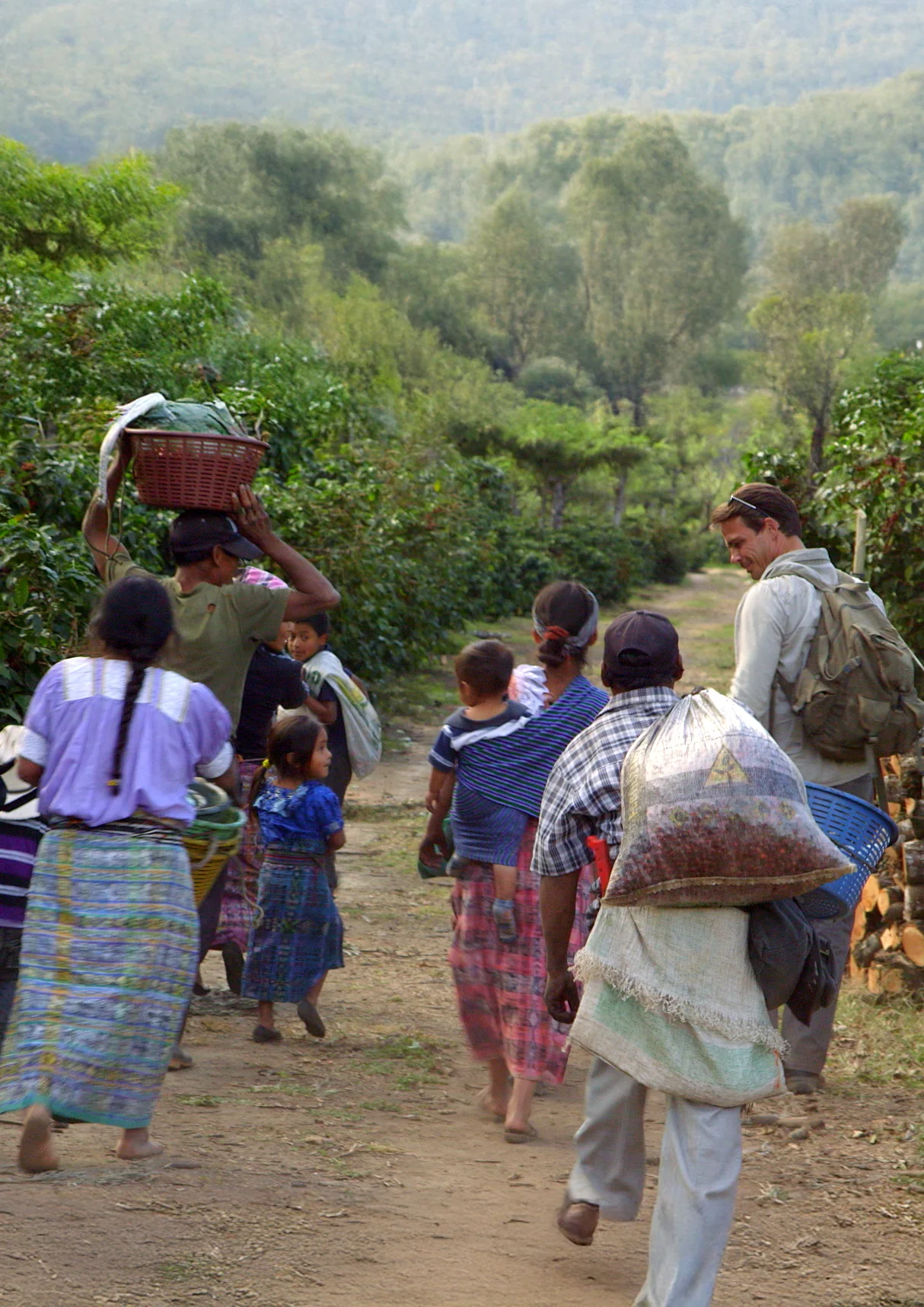 The Truista Process: From Seed to Cup